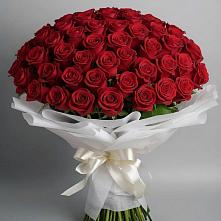 Букет 101 Красная роза Блэк Мэджик #REPLACE_PRED# Высоком Краснодарский край